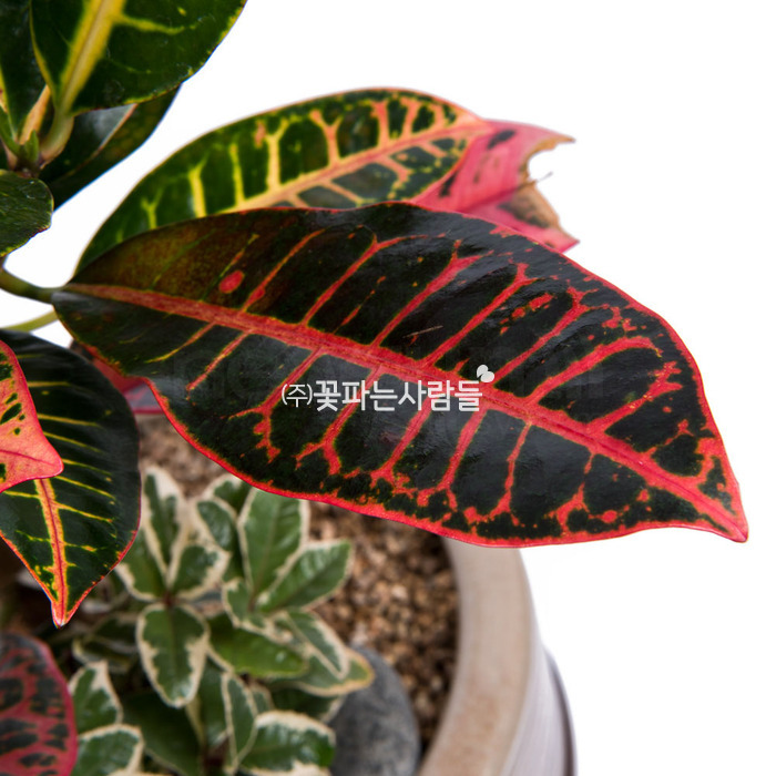 관옆식물 초록과 붉은 잎 잎크로톤 하단 나뭇잎