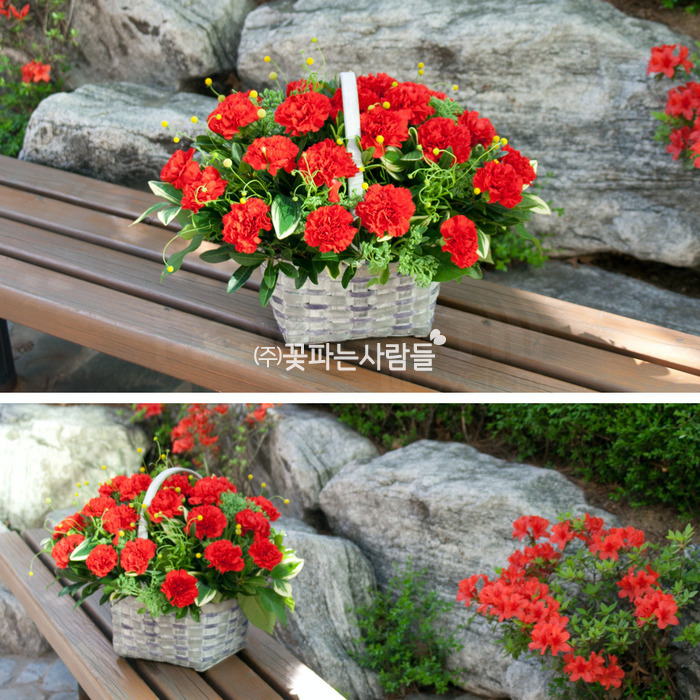 붉은 카네이션 꽃바구니 야외 의자 위